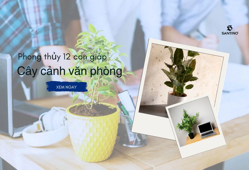 Chọn cây cảnh văn phòng đẹp, dễ sống, hợp phong thủy 12 con giáp