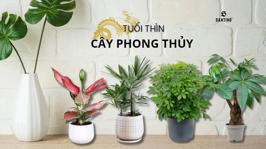 Những cây phong thủy hợp tuổi Thìn nhiều may mắn, tài lộc? | Santino